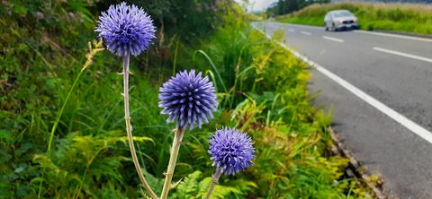 228-211(17-16)泉水キャンプ村909_120746