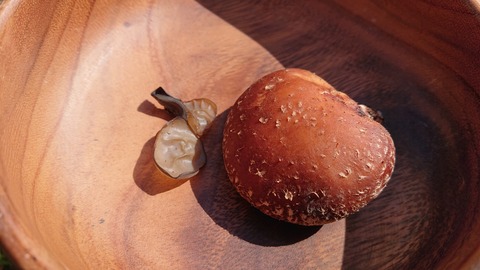 42-34家族旅行村安心院88S