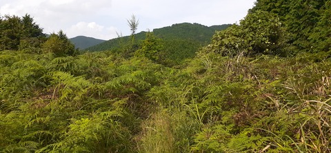 231-214(20-19)牛斬山1001_141125