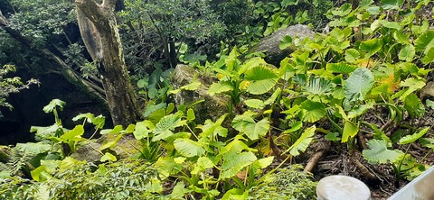 258-239(47-44)オーシャンビュー429_135840