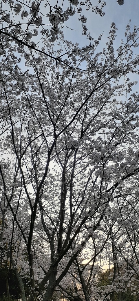 203-187(45-44)長崎鼻リゾートキャンプ場402_064641