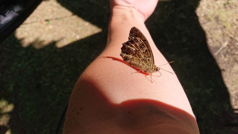 56-45(11-9)久住山荘南登山口C133S