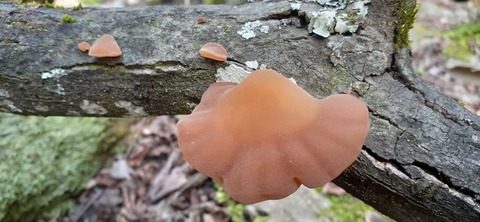 202-186(44-43)八木山渓流公園325_143810