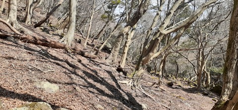 251-232(40-37)伽藍岳ゲリラキャン303_114751