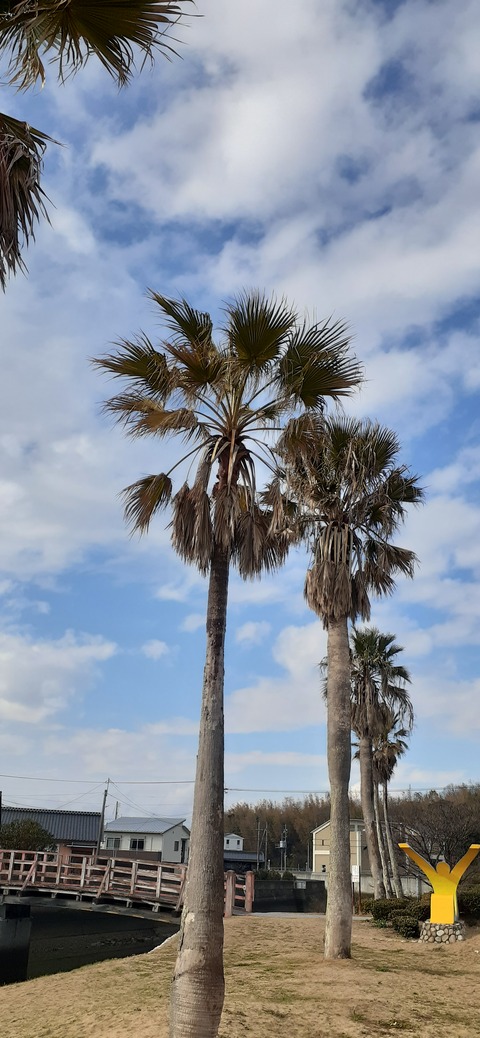 198-182(40-39)キワラビーチ225_153602