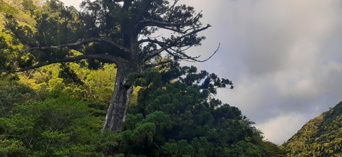 259-240(48-45)宮之浦岳新高塚小屋430_064809