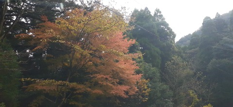 240-223(29-28)ひなもりキャンプ場1124_120851