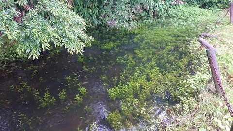 109-94(8-8)背振山キャンプ場822