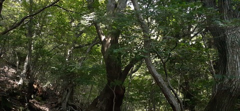 274-254(11-10)坊がツル①906_105354