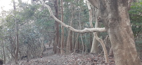 251-232(40-37)大坂山障子ヶ岳218_075206
