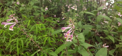 227-210(16-15)スノーピーク奥日田902_113341