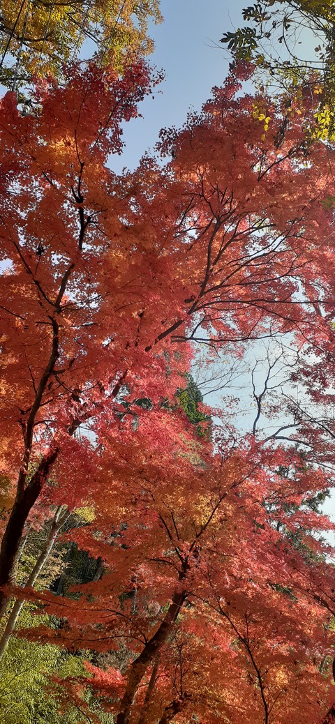 181-165(23-22)仲山城跡キャンプ場1104_113019