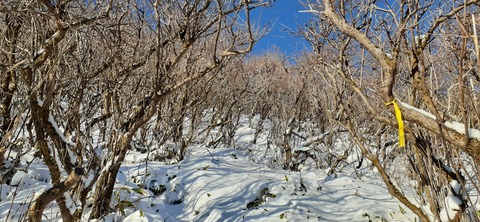 238-221(27-26)法華院温泉山荘1119_080017