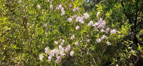 259-240(48-45)宮之浦岳新高塚小屋430_085715