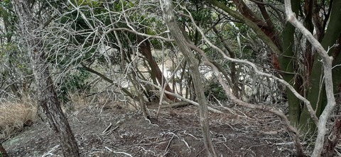 251-232(40-37)伽藍岳ゲリラキャン303_081611