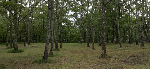 172-157(14-14)くじゅう自然動物園903_112953