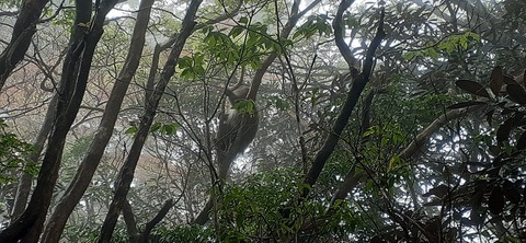 260-241(49-46)宮之浦岳淀川小屋501_084425