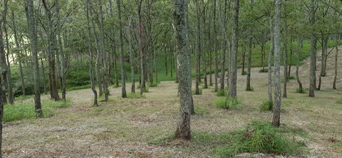 172-157(14-14)くじゅう自然動物園904_062331