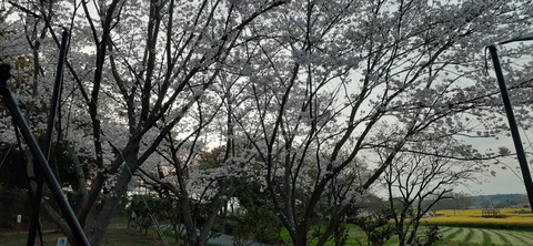 203-187(45-44)長崎鼻リゾートキャンプ場402_055147