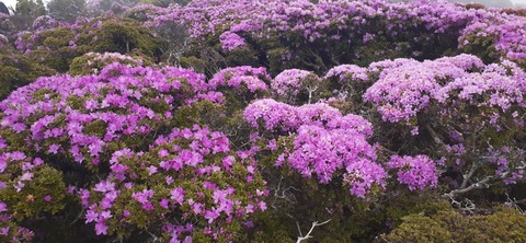 266-247(3-3)天空の杜602_092952