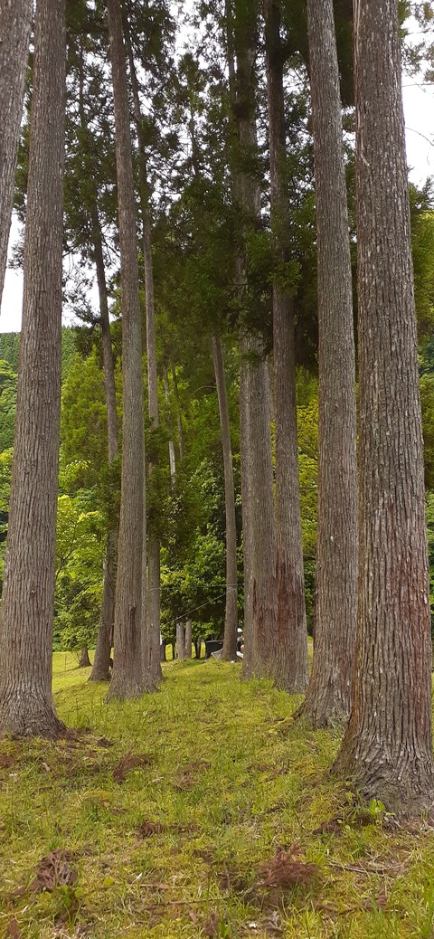 211-195(53-52)猿ヶ城キャンプ場505_143141