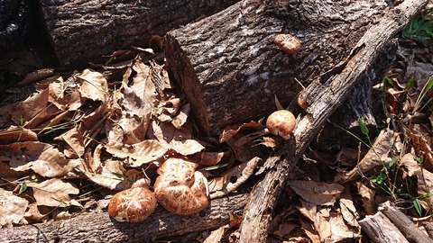 42-34家族旅行村安心院84S