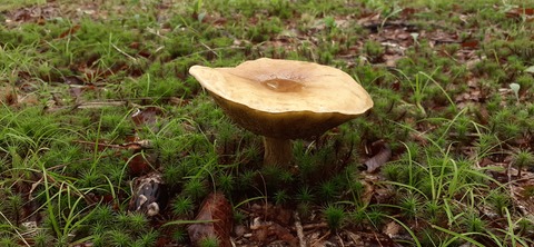 172-157(14-14)くじゅう自然動物園903_112650