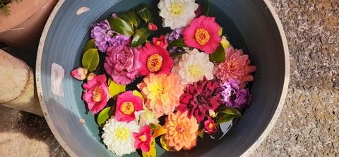 203-187(45-44)長崎鼻リゾート 山猫２402_111919