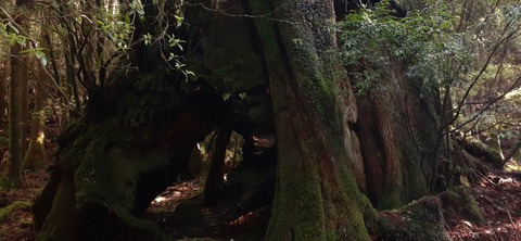 259-240(48-45)宮之浦岳新高塚小屋430_080411