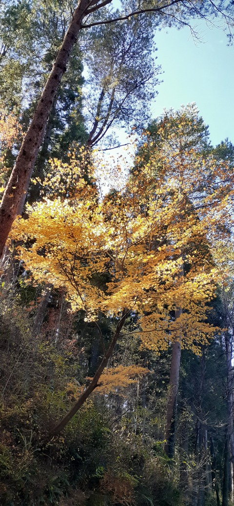 240-223(29-28)ひなもりキャンプ場1124_134841