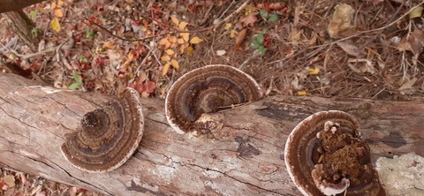 236-219(25-24)大崩山1104_155134