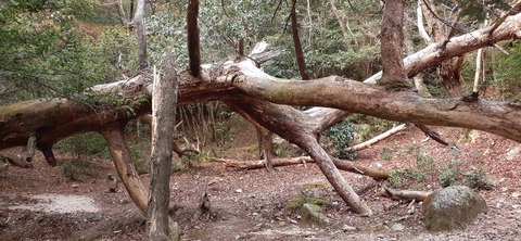 236-219(25-24)大崩山1104_162935