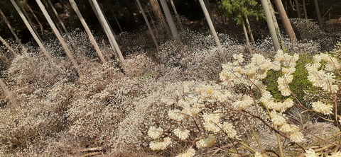 254-235(43-40)長崎鼻リゾート②330_113622