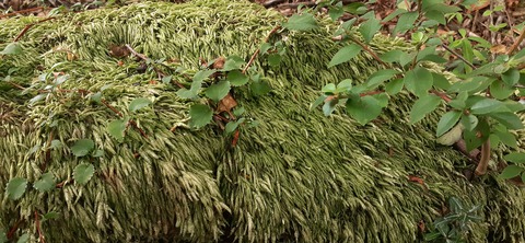 227-210(16-15)スノーピーク奥日田902_115417