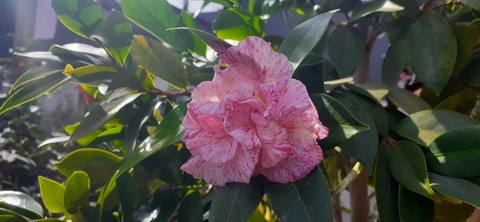 237-220(26-25)るるパーク1111_124025