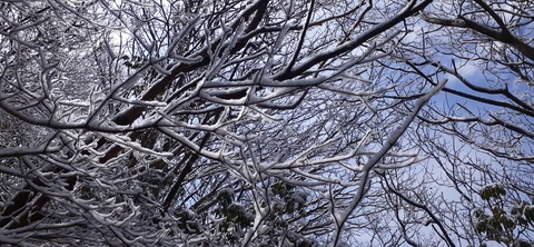 251-232(40-37)法華院温泉山荘2泊目224_120821