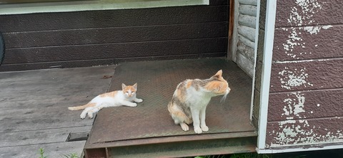 167-152(9-9)久住星群れキャンプ場723_123513