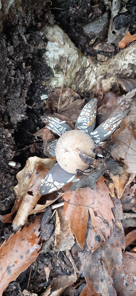 245-227(34-32)法華院温泉山荘103_093949