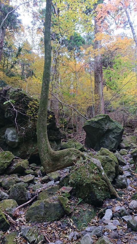 124-109(23-23)英彦山野営場98