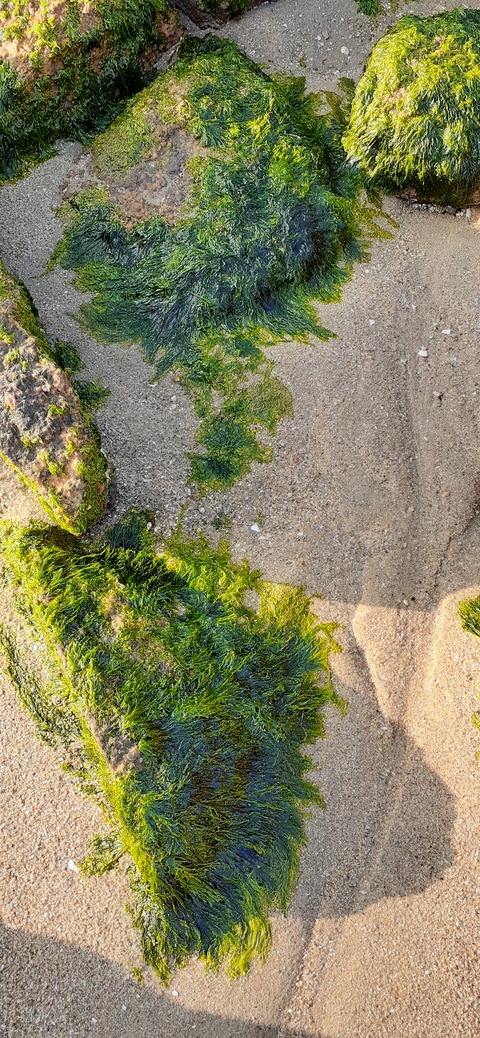 198-182(40-39)キワラビーチ225_163307