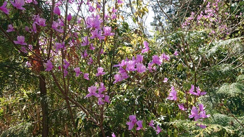 95-80(50-44)小鳥の森キャンプ場487S