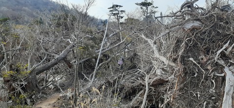 236-219(25-24)大崩山1104_134728