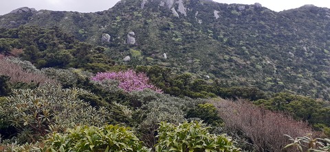 260-241(49-46)宮之浦岳淀川小屋501_154449