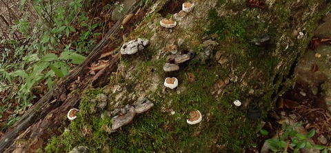 227-210(16-15)スノーピーク奥日田902_125334