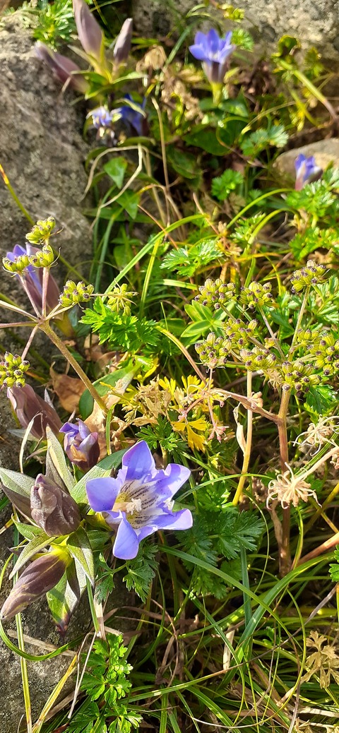 228-211(17-16)登山くじゅう連山910_083624