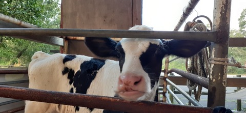 229-212(18-17)竹原牧場917_062805