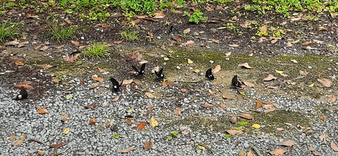 256-237(45-42)指宿レイクグリーン427_131513