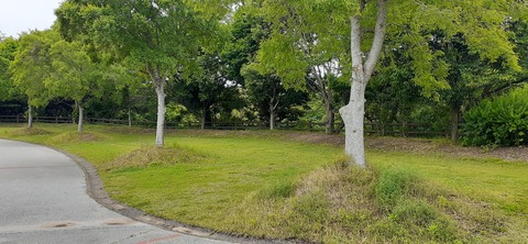 212-196(1-1)竜王山公園AC520_101142