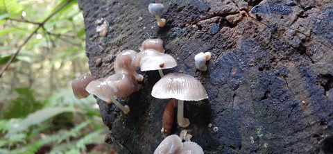 257-238(46-43)開聞岳428_064905