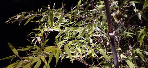 246-227(35-32)直球料理松田109_201348